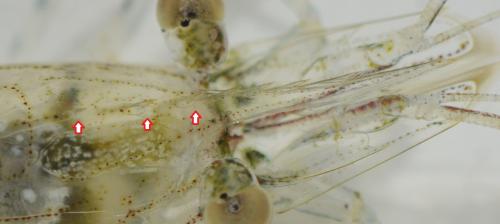Réf. 211 634 : Palaemon longirostris